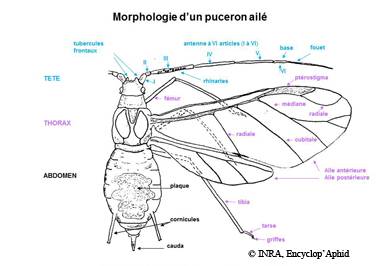 Morphologie de l'ailé