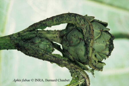 Aphis fabae : dégât sur artichaut