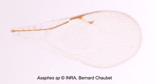 Asaphes sp : aile Asaphes sp : aile