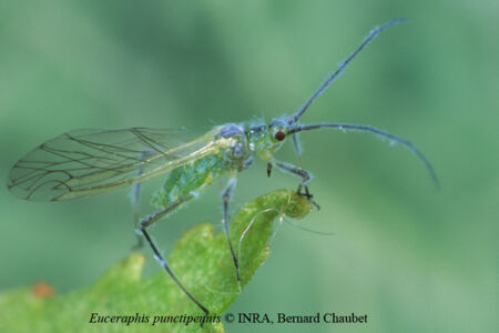 Euceraphis punctipennis : adulte ailé Euceraphis punctipennis : adulte ailé