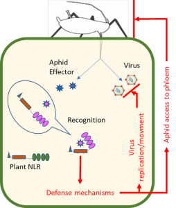 Immunité schéma