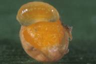 jeune larve d'hyperparasitoïde