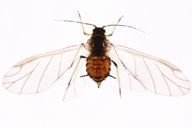 Aphis hederae : adulte ailé