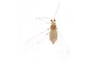 Betulaphis quadrituberculata : adulte ailé