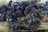 Aphis fabae : nymphes (individus à bandes blanches) © INRA, Bernard Chaubet