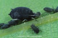 Aphis fabae : adulte aptère © INRA, Bernard Chaubet