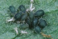Aphis sambuci : colonie