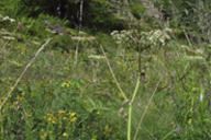 pucerons et milieu