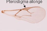 Aphidius rhopalosiphi : aile 
