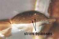Aphidius avenae : stries épaisses