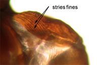 Aphidius matricariae : stries fines