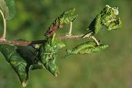 Dysaphis plantaginea : dégât sur pommier