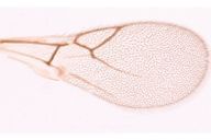 Alloxysta sp : aile