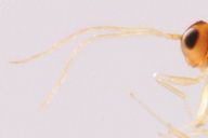 Alloxysta sp : antennes