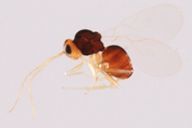 Alloxysta sp : habitus