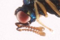 Asaphes sp : antennes