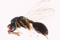 Asaphes sp : habitus