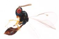 Coruna clavata : habitus
