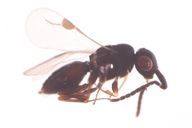 Dendrocerus sp H-v