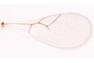 Phaenoglyphis sp : aile