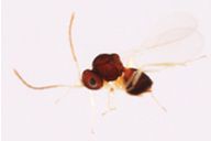 Phaenoglyphis sp : habitus
