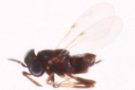 Syrphophagus sp : habitus