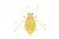 Acyrthosiphon primulae : adulte aptère