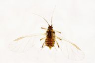 Acyrthosiphon primulae : adulte ailé