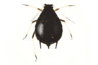 Aphis craccivora : adulte aptère