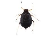 Aphis fabae : adulte aptère