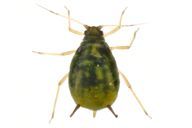 Aphis gossypii : adulte aptère