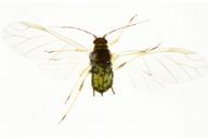 Aphis gossypii : adulte ailé