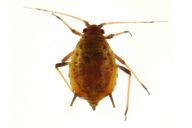 Aphis hederae : adulte aptère