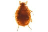 Aphis idaei : adulte aptère