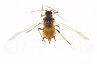 Aphis nerii : adulte ailé