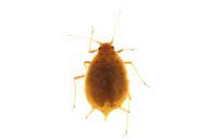 Aphis ruborum : adulte aptère