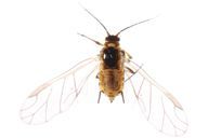 Aphis sambuci  : adulte ailé