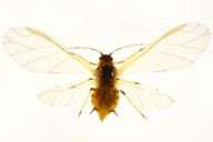 Aphis spiraecola : adulte ailé