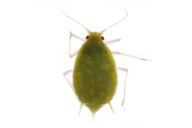 Aphis urticata : adulte aptère