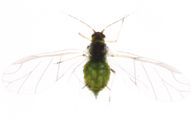 Aphis urticata : adulte ailé