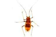 Aulacorthum (Neomyzus) circumflexum : adulte aptère