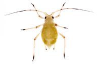 Aulacorthum solani : larve