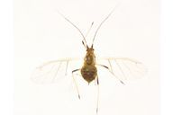 Aulacorthum solani  : adulte ailé