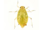 Brachycaudus helichrysi : adulte aptère