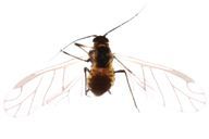 Brachycaudus helichrysi : adulte ailé