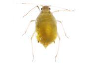 Brevicoryne brassicae : adulte aptère
