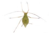 Corylobium avellanae : adulte aptère
