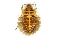 Crypturaphis grassii : adulte aptère