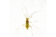 Drepanosiphum platanoidis : adulte ailé