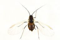 Dysaphis plantaginea : adulte ailé